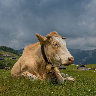 Velika Planina - Cow